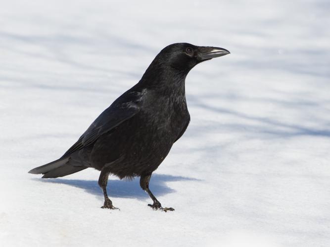 Corvus corone corone © TONDELLIER Bruno