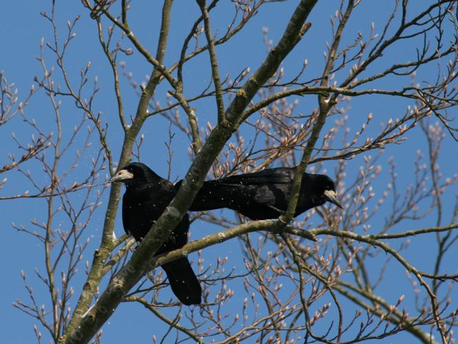 Corvus frugilegus © LE SCOUARNEC Yannick