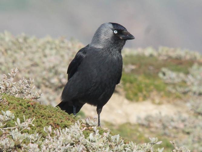 Corvus monedula © BRIGNON Jean-Marie