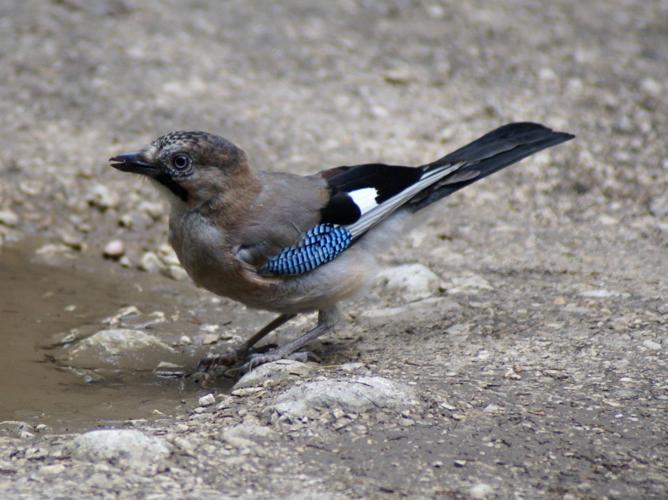 Garrulus glandarius © BRIGNON Jean-Marie