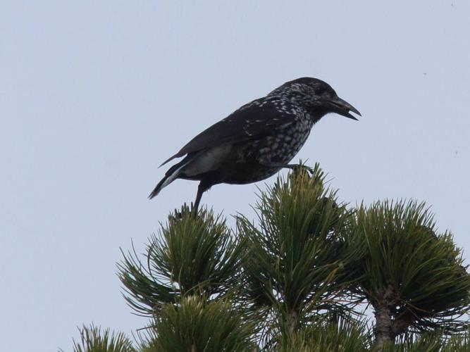 Nucifraga caryocatactes © BRIGNON Jean-Marie