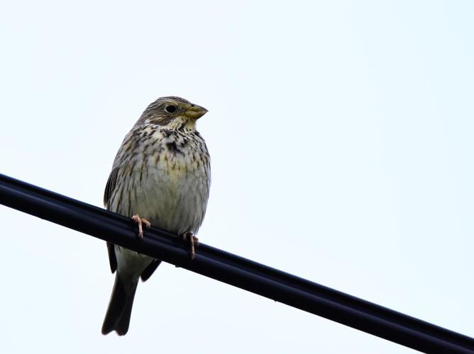 Emberiza calandra © VATHELET Cyril