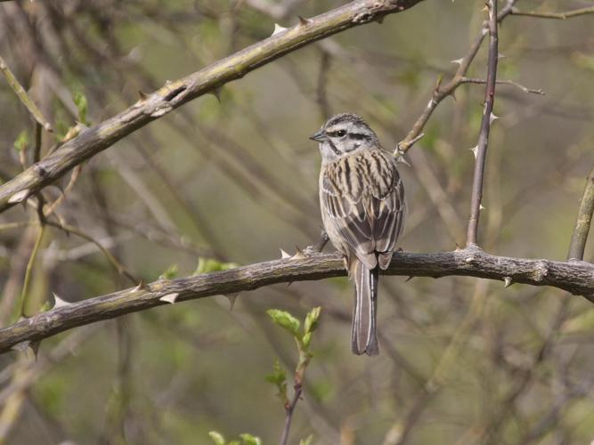 Emberiza cia © TOP Damien