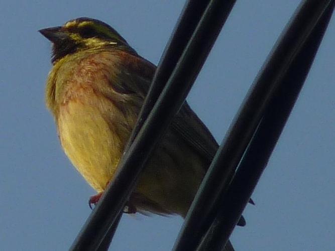 Emberiza cirlus © PLATEAUX Odile