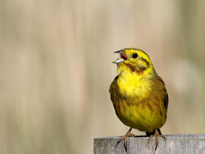 Emberiza citrinella © CORDELIER Sylvain