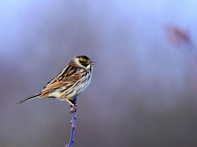 Emberiza schoeniclus © VATHELET Cyril