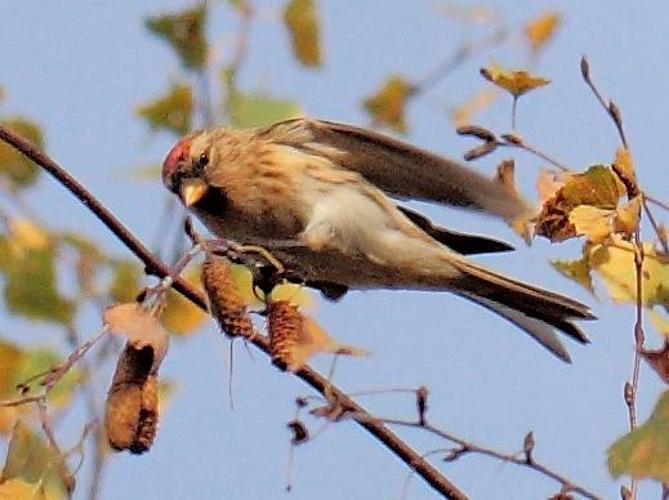 Carduelis flammea © SENGEZ Pierre