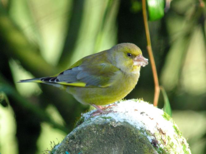 Carduelis chloris © BOURG Sylvain