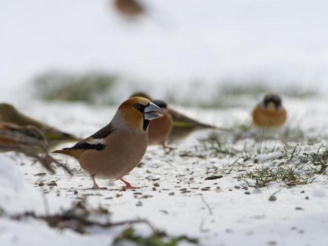 Coccothraustes coccothraustes © TONDELLIER Bruno