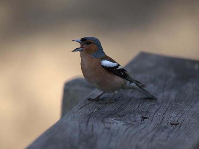 Fringilla coelebs © MERANGER François