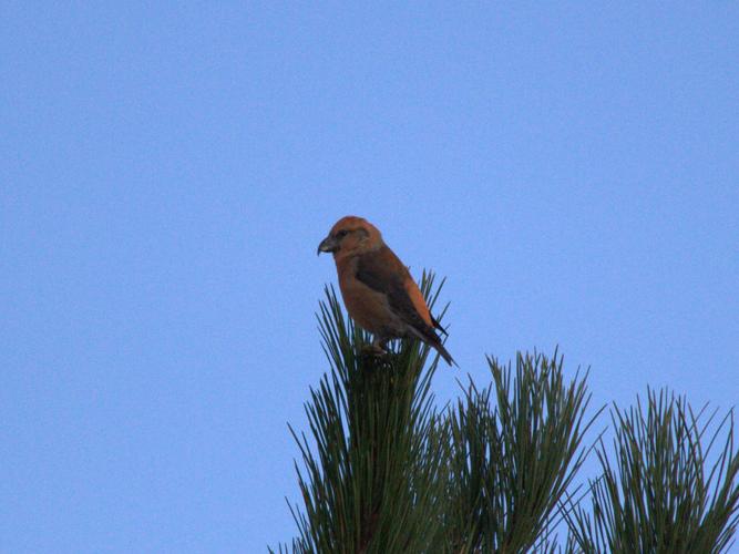 Loxia curvirostra © MERANGER François