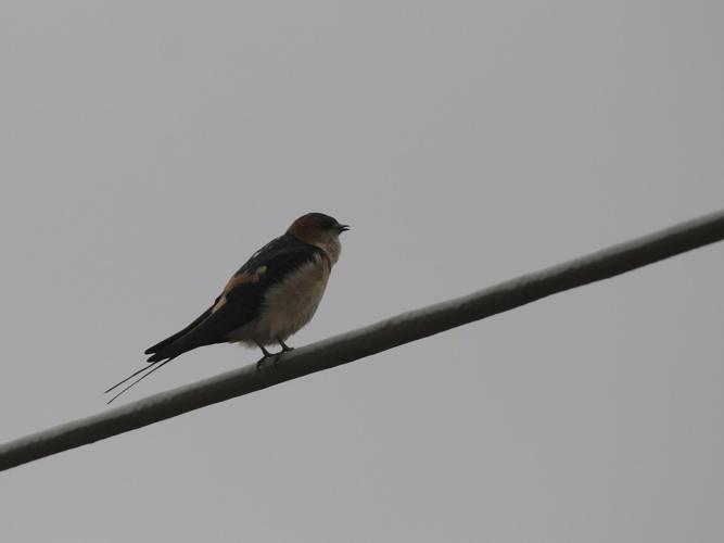 Hirundo daurica © TOP Damien