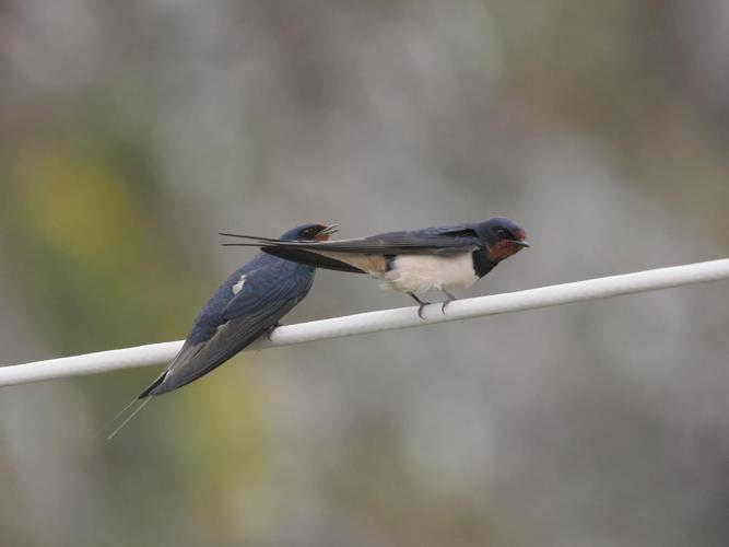 Hirundo rustica © TOP Damien