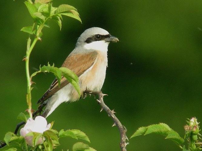 Lanius collurio © BOURG Sylvain