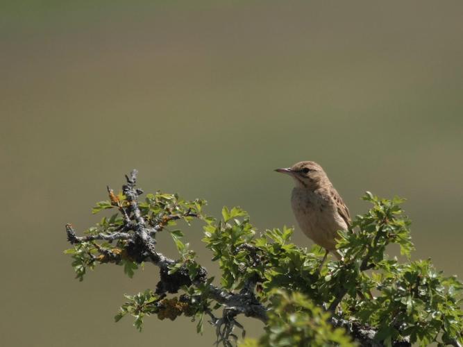 Anthus campestris © TOP Damien