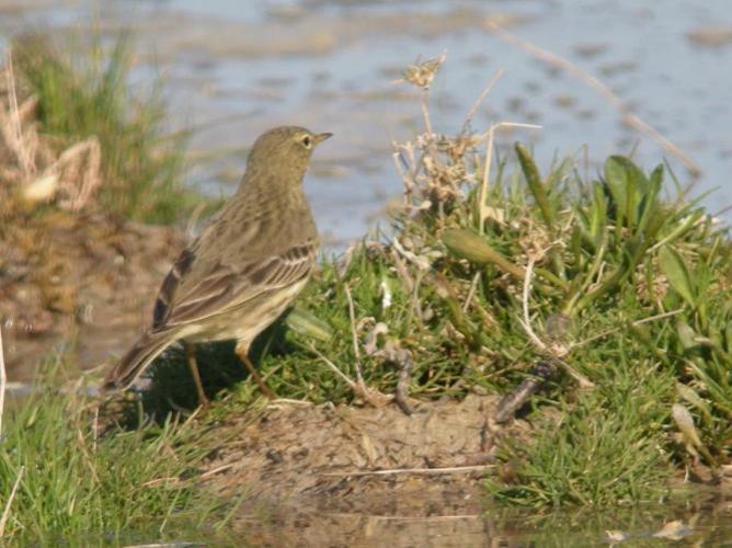 Anthus petrosus © BOURG Sylvain