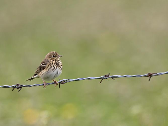 Anthus pratensis © CORDELIER Sylvain