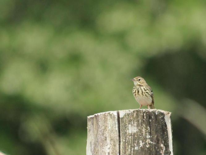 Anthus trivialis © DOUAY Maud