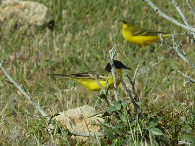 Motacilla flava feldegg © CHALLAMEL Marie-Laure