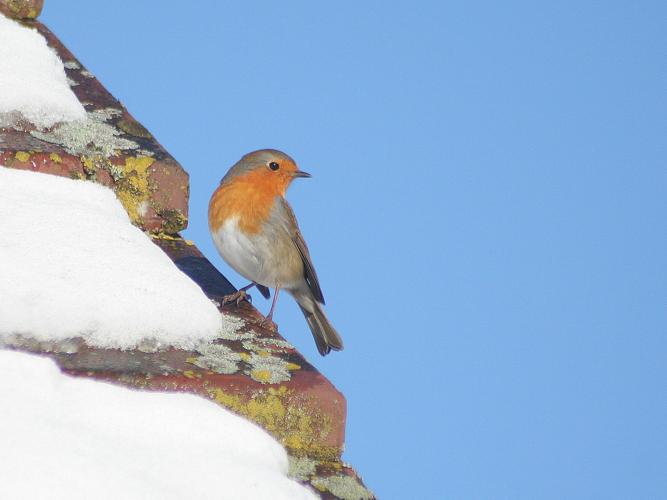 Erithacus rubecula © TOP Damien