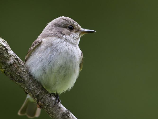 Muscicapa striata © CORDELIER Sylvain