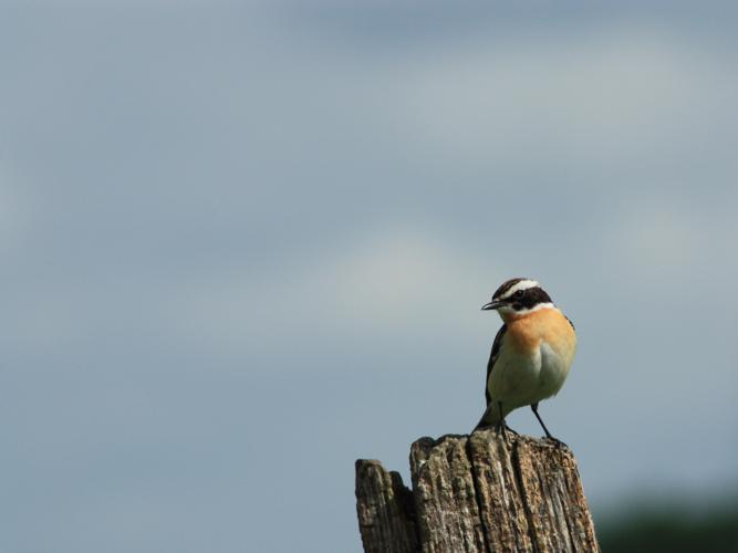 Saxicola rubetra © HERMANT Thomas