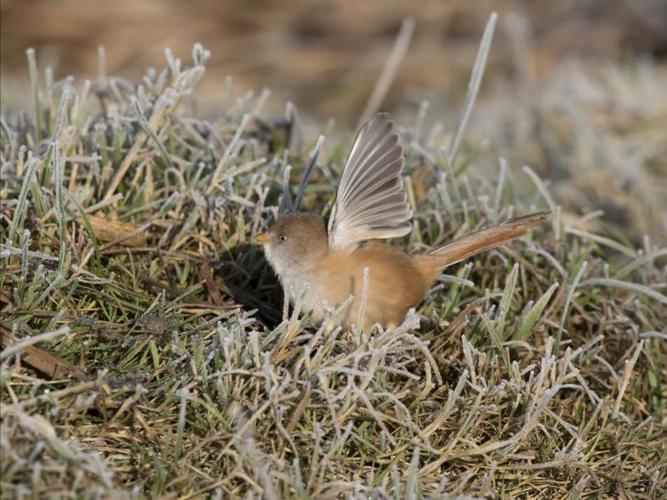 Panurus biarmicus © CORDELIER Sylvain