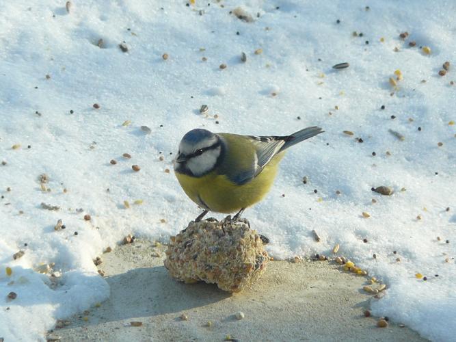 Parus caeruleus © RUBERT Yolaine