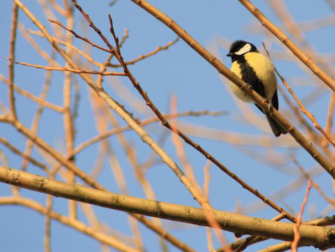 Parus major © HERMANT Thomas