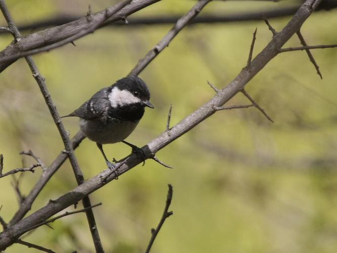 Parus ater © TOP Damien