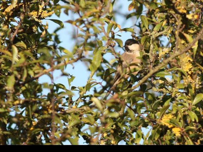 Parus montanus © DANTEN Benoit