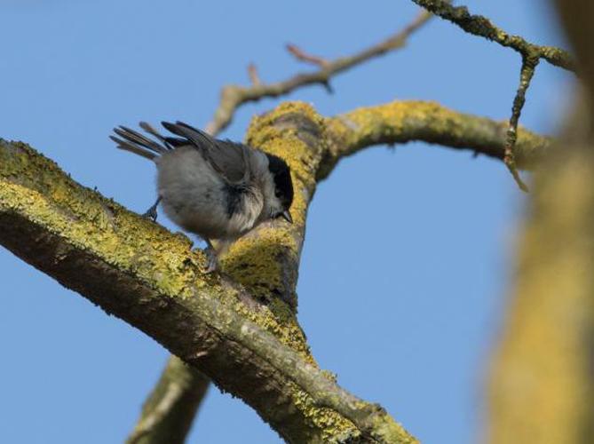 Parus palustris © TONDELLIER Bruno