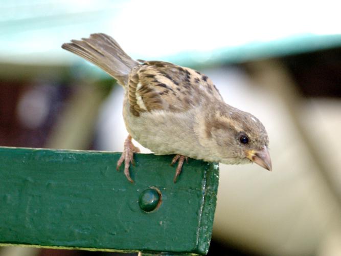 Passer domesticus © DAMIENS Nicolas