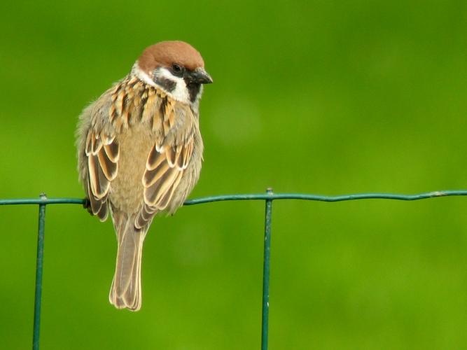 Passer montanus © ROUSSEAU Cédric