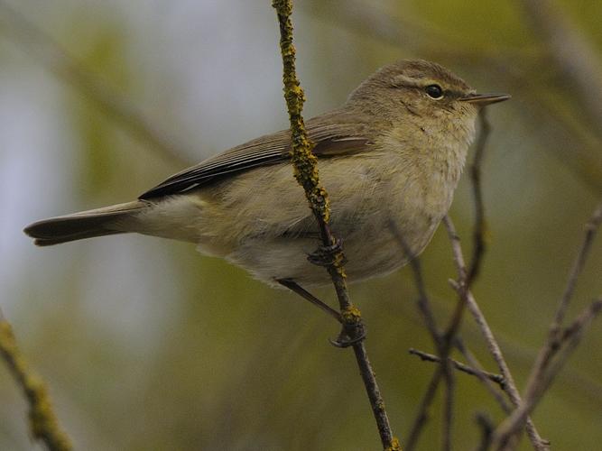 Phylloscopus collybita © HERCENT Jean-Luc