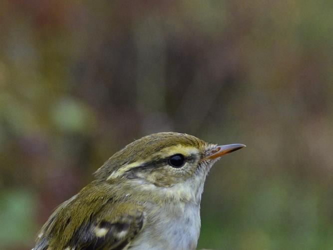 Phylloscopus inornatus © VATHELET Cyril