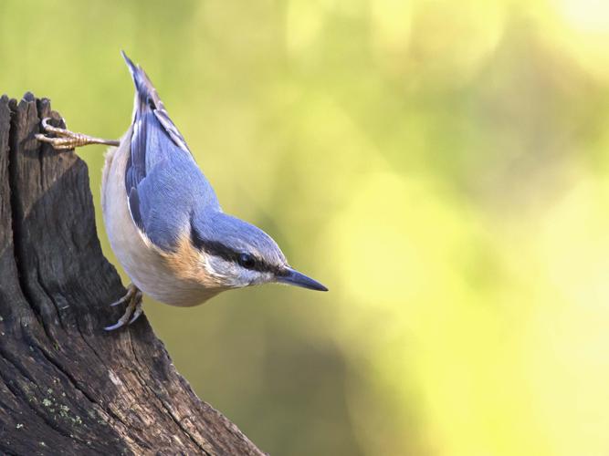 Sitta europaea © CORDELIER Sylvain