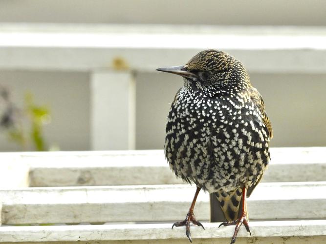 Sturnus vulgaris © MICOUT-MONTIER Catherine