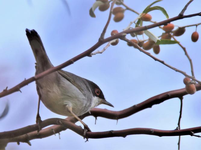 Sylvia melanocephala © VATHELET Cyril