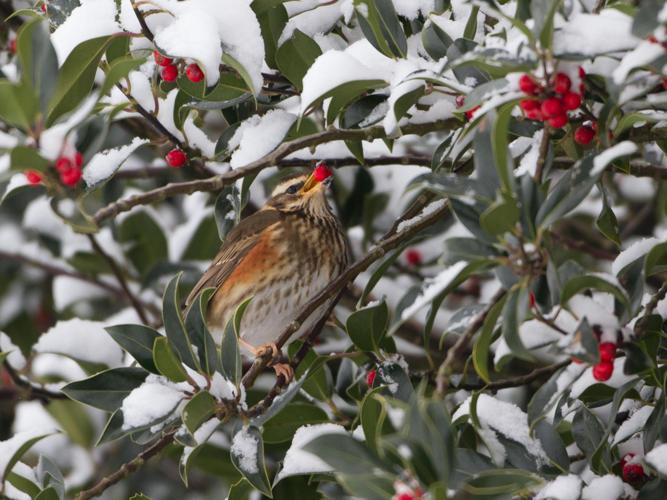 Turdus iliacus © TONDELLIER Bruno