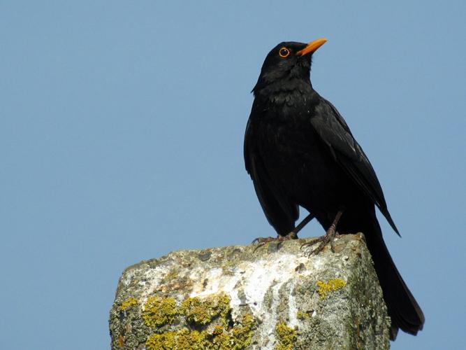 Turdus merula © ROUSSEAU Cédric