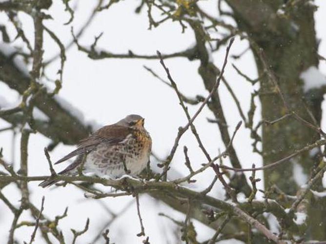 Turdus pilaris © TONDELLIER Bruno