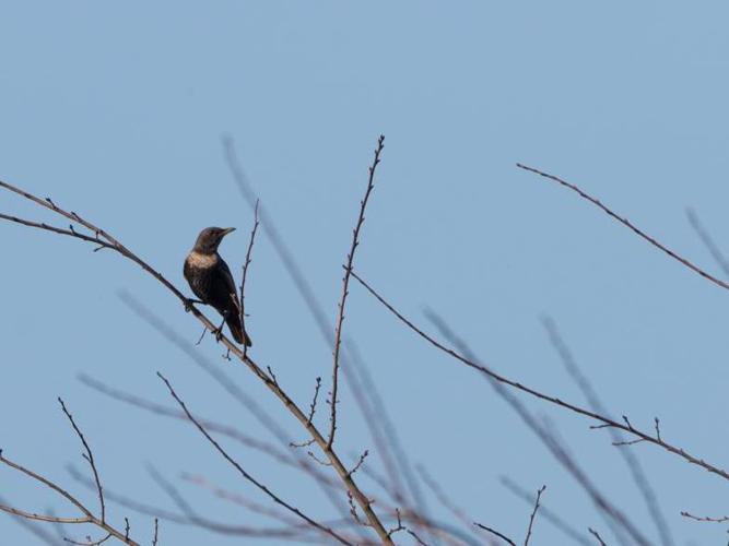 Turdus torquatus © TONDELLIER Bruno