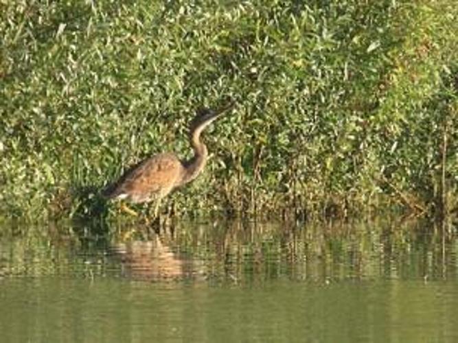 Ardea purpurea © FRISE Jean-Marc