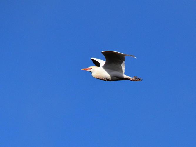 Bubulcus ibis © VATHELET Cyril