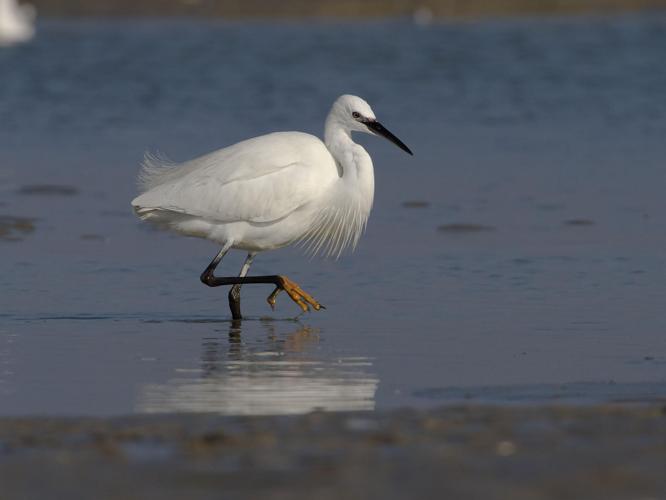 Egretta garzetta © LECAT Jean-Michel