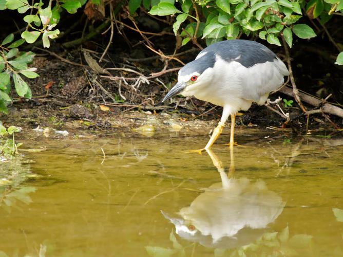 Nycticorax nycticorax © PERSYN Jacques