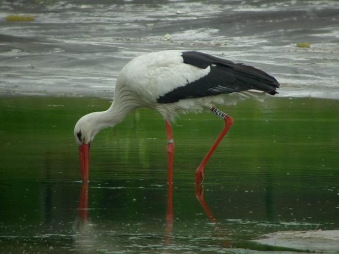 Ciconia ciconia © SCHILDKNECHT Daniel