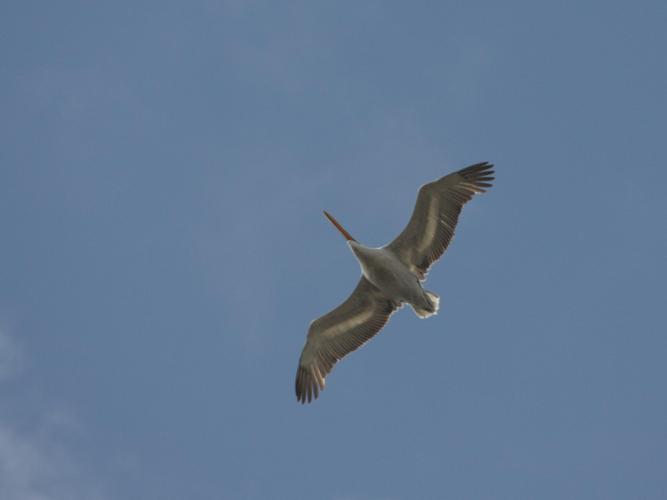 Pelecanus crispus © TOP Damien