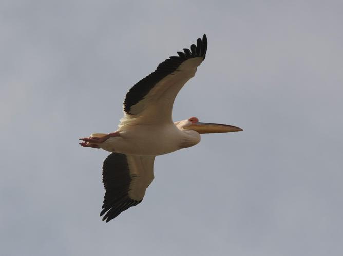 Pelecanus onocrotalus © TOP Damien